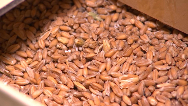 Reportage « Des céréales pour faire du pain »
