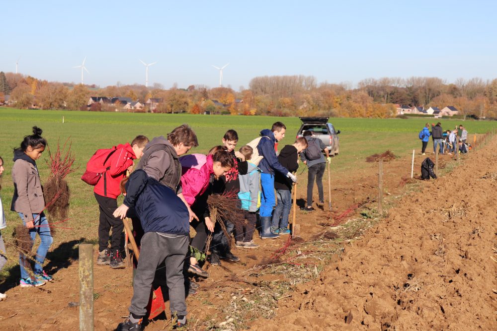 plantation