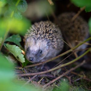 Le Pack Biodiversité