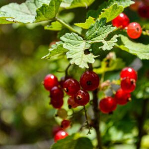 Le Pack Petits-fruits